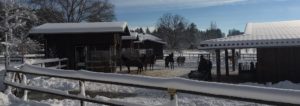 Aktivstall im Winter