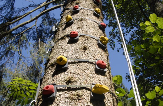 Kletterbaum Gut Schörghof