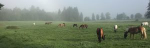 Herbstliche Koppelstimmung