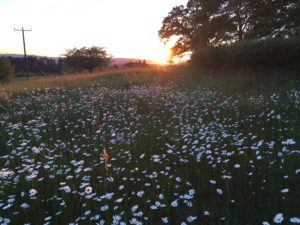 Abendsonne