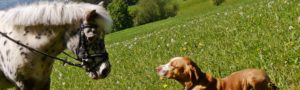 Karlson und Costa