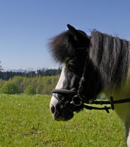 Krümel